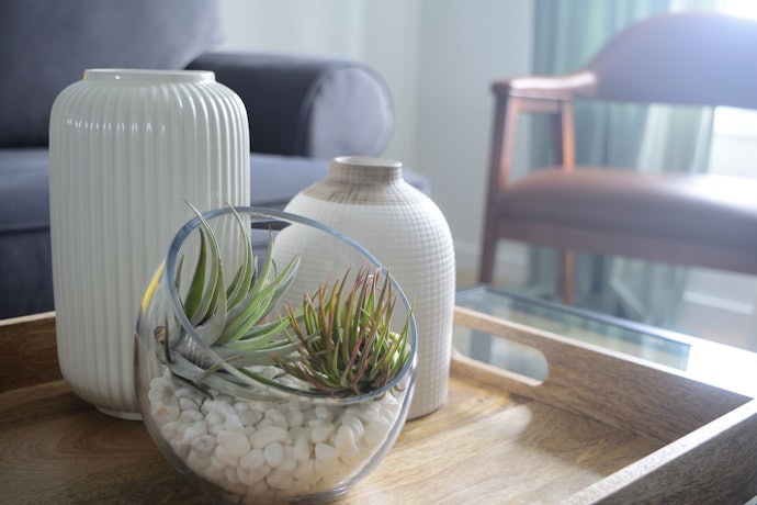 エアコンを使う寝室やリビングには、乾燥に強い観葉植物がうってつけ