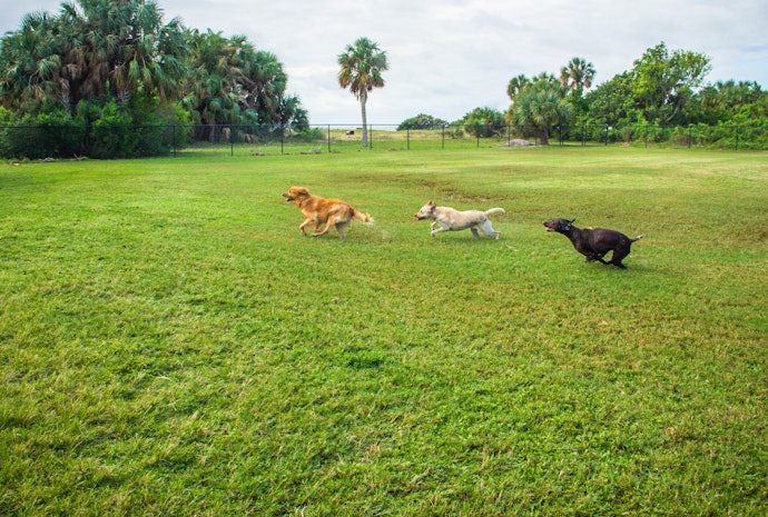 ドッグランがあれば、愛犬が思う存分走れてストレス発散できる