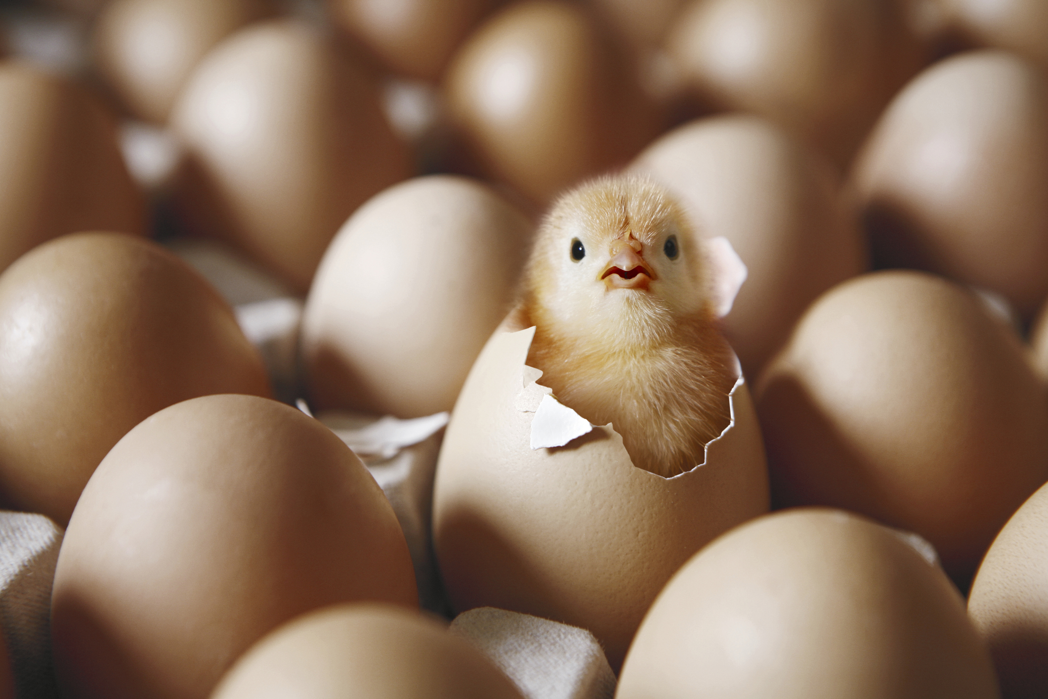 2022年】孵卵器のおすすめ人気ランキング24選 | mybest