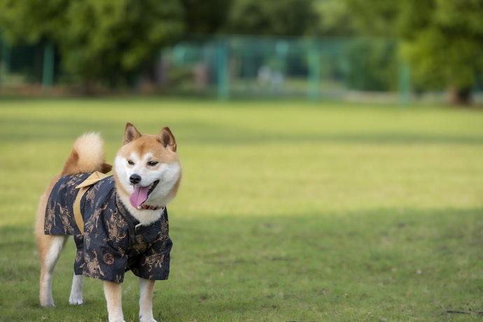 夏のお出かけには、涼しげな浴衣がぴったり