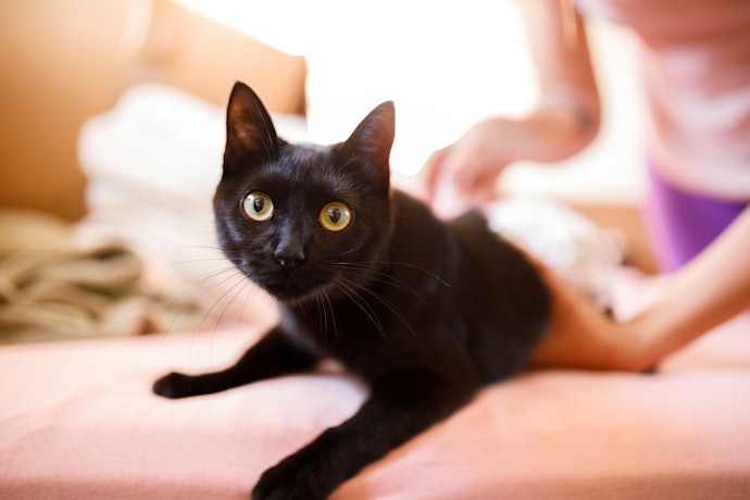 愛猫のサイズに合うものを選択。メーカーごとにチェックしよう