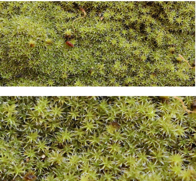 スナゴケ:庭にも苔テラリウムにも。日照や乾燥に強く育てやすいのが特徴