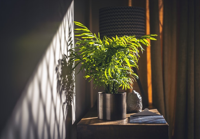 日当たりの悪い部屋には、日陰でも育つ植物をチョイス