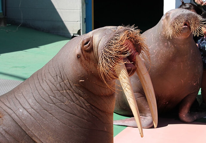 海の生き物とのふれあいを楽しみたいなら「伊勢シーパラダイス」