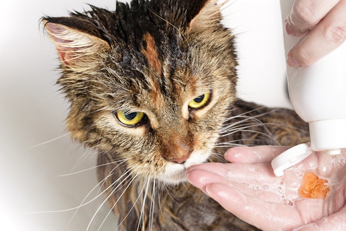 脂っぽい愛猫のフケ対策には皮脂を落とすものを選択