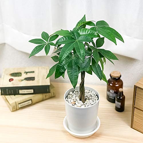 テーブルや窓際には、4号以下の小型観葉植物がぴったり