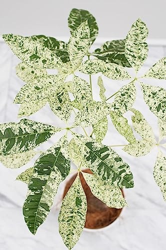 ミルキーウェイ:葉の模様がきれいな品種を探している人向け