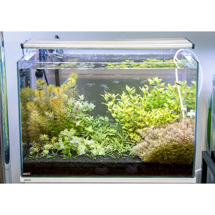 レイアウトにこだわりたいなら、水草入りセットに注目