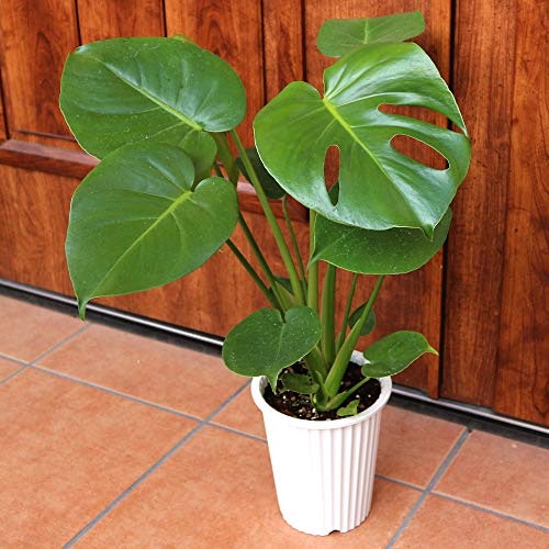 そこまでスペースを圧迫したくないなら、モンステラのような5〜7号中型観葉植物