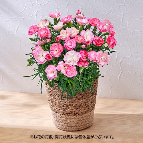 22年 母の日向けフラワーギフトのおすすめ人気ランキング40選 Mybest 22年 母の日向けフラワーギフトのおすすめ人気ランキング40選 Mybest