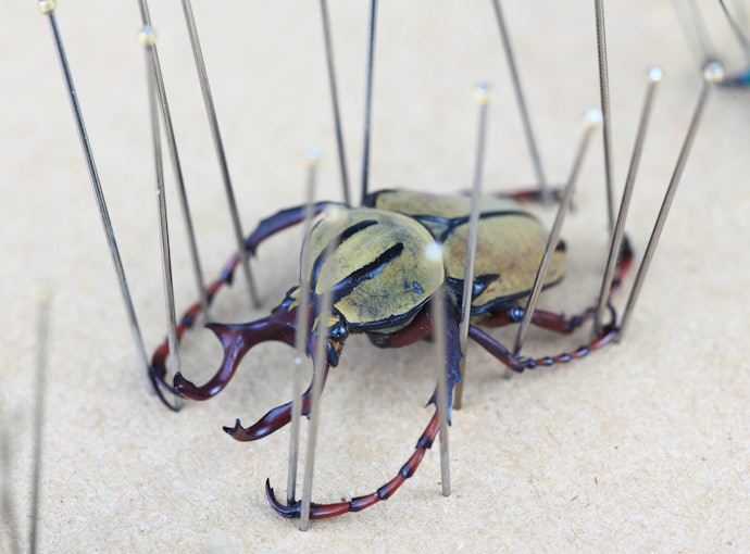 DIYなどマルチに使いたいなら虫ピンがおすすめ