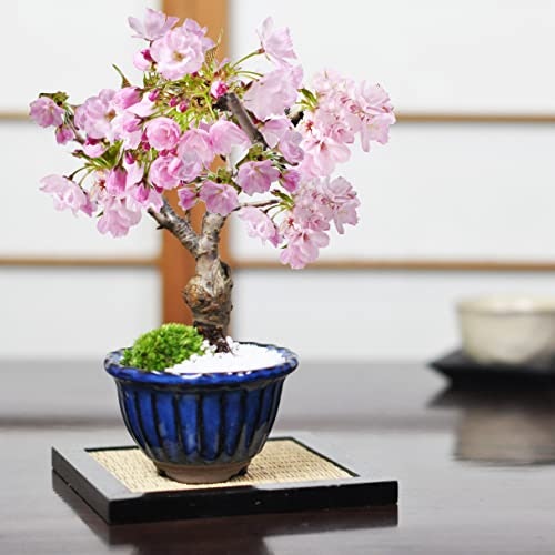 花物盆栽:花や香りを楽しみたい人向き