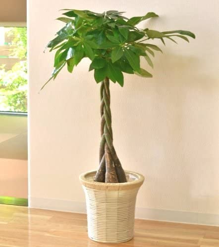 個体ごとの個性を楽しむなら、幹が曲がる植物をチョイス