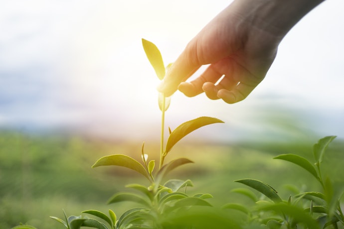 日本三大茶の埼玉県産「狭山茶」は、ガツンとした風味と味が特徴