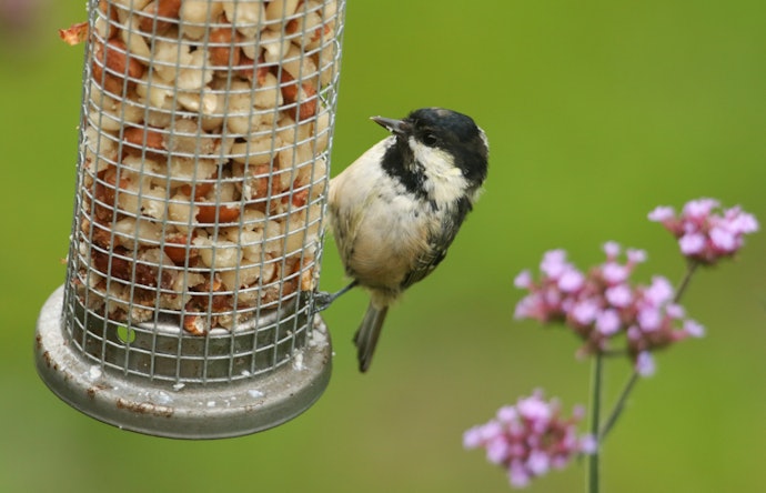 22年 小鳥用バードフィーダーのおすすめ人気ランキング17選 Mybest 22年 小鳥用バードフィーダーのおすすめ人気ランキング17選 Mybest