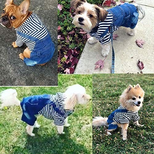 おしゃれ着用に選ぶ場合は、愛犬のキュートさが引き立つデザインを