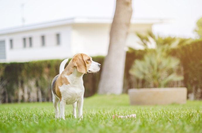 愛犬をのびのび走らせるなら、ドッグラン併設の宿を選択しよう
