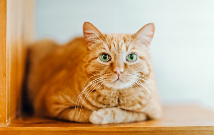 棚板は猫の体重に耐えられるかチェックしよう