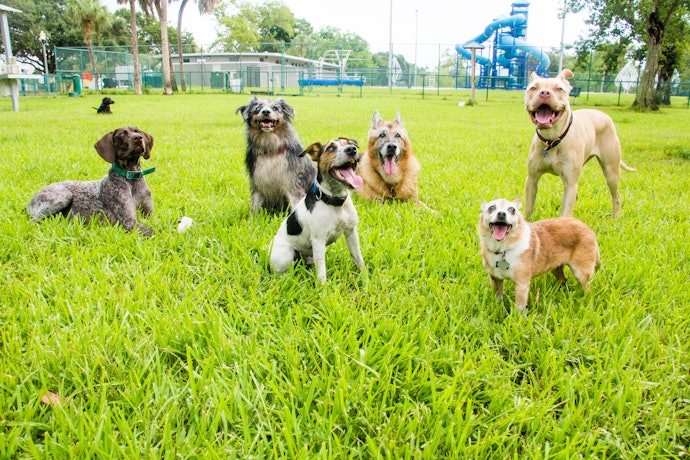 ドッグラン併設なら、愛犬をのびのび走らせてリフレッシュ可能