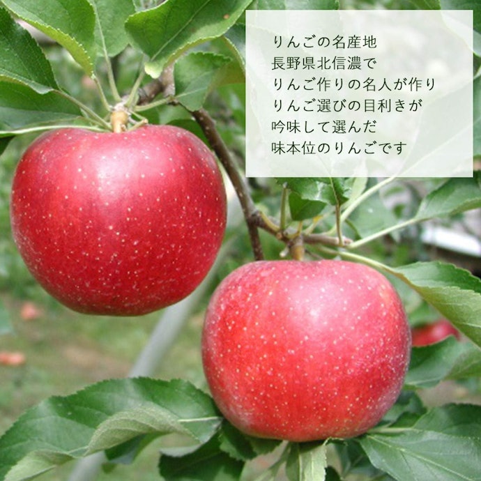 いちはやく旬の国産りんごを楽しみたいなら、長野県産がおすすめ