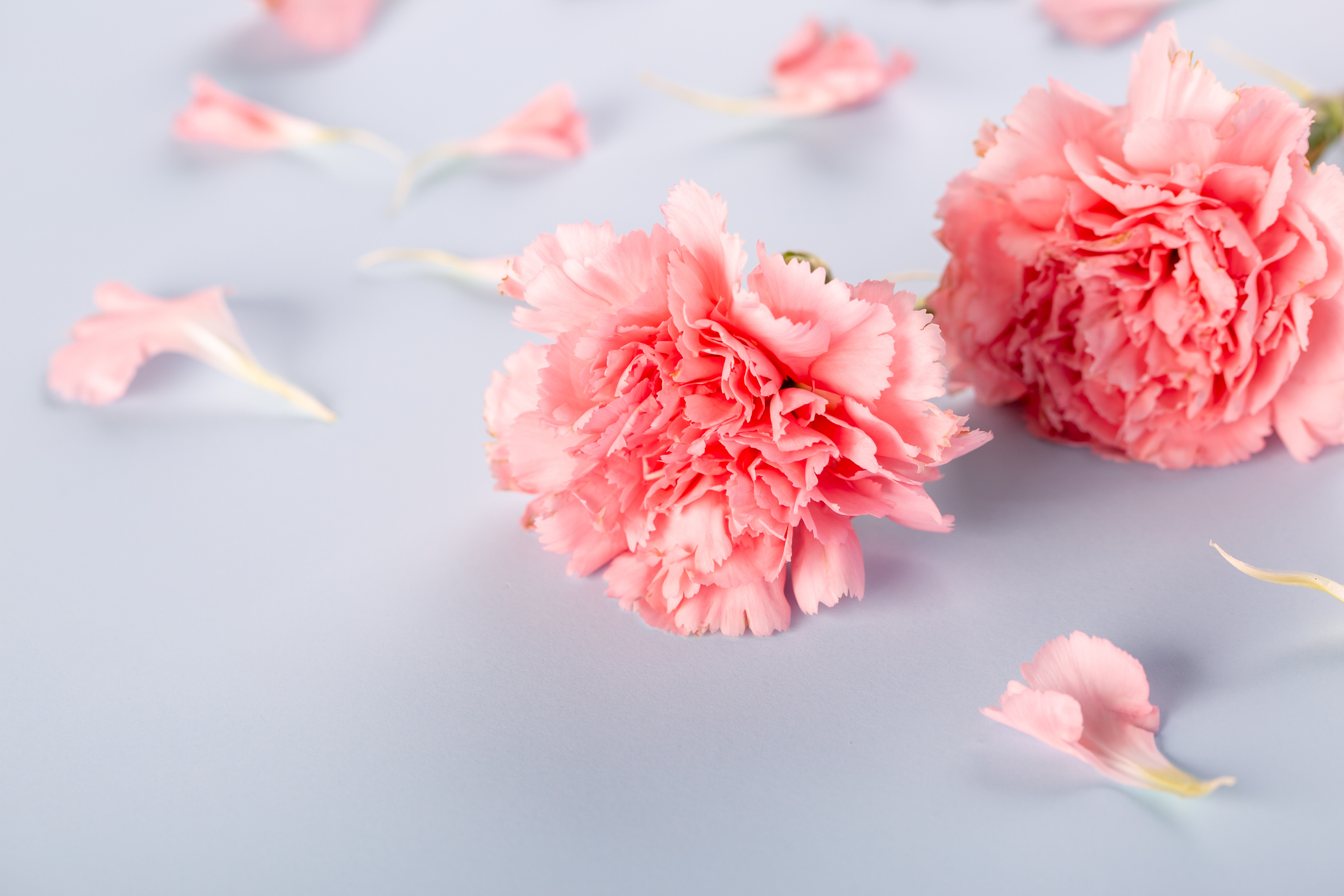 22年 母の日向けのリースのおすすめ人気ランキング39選 Mybest