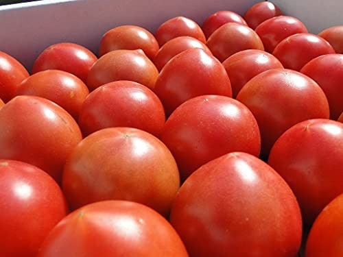 そのまま生食で味わうなら、皮が薄めのピンク系トマトがマッチ