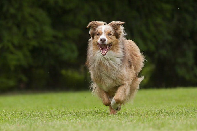 ドッグランがあれば、愛犬が思う存分走れてストレス発散できる
