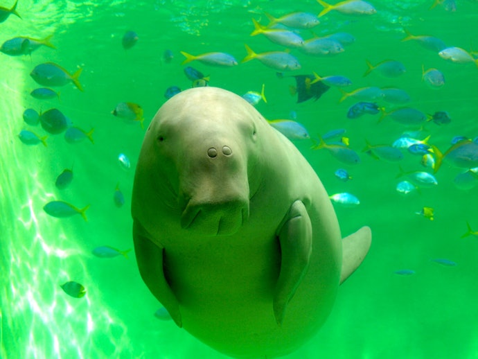 水族館好きの人なら必ず訪れたい「鳥羽水族館」