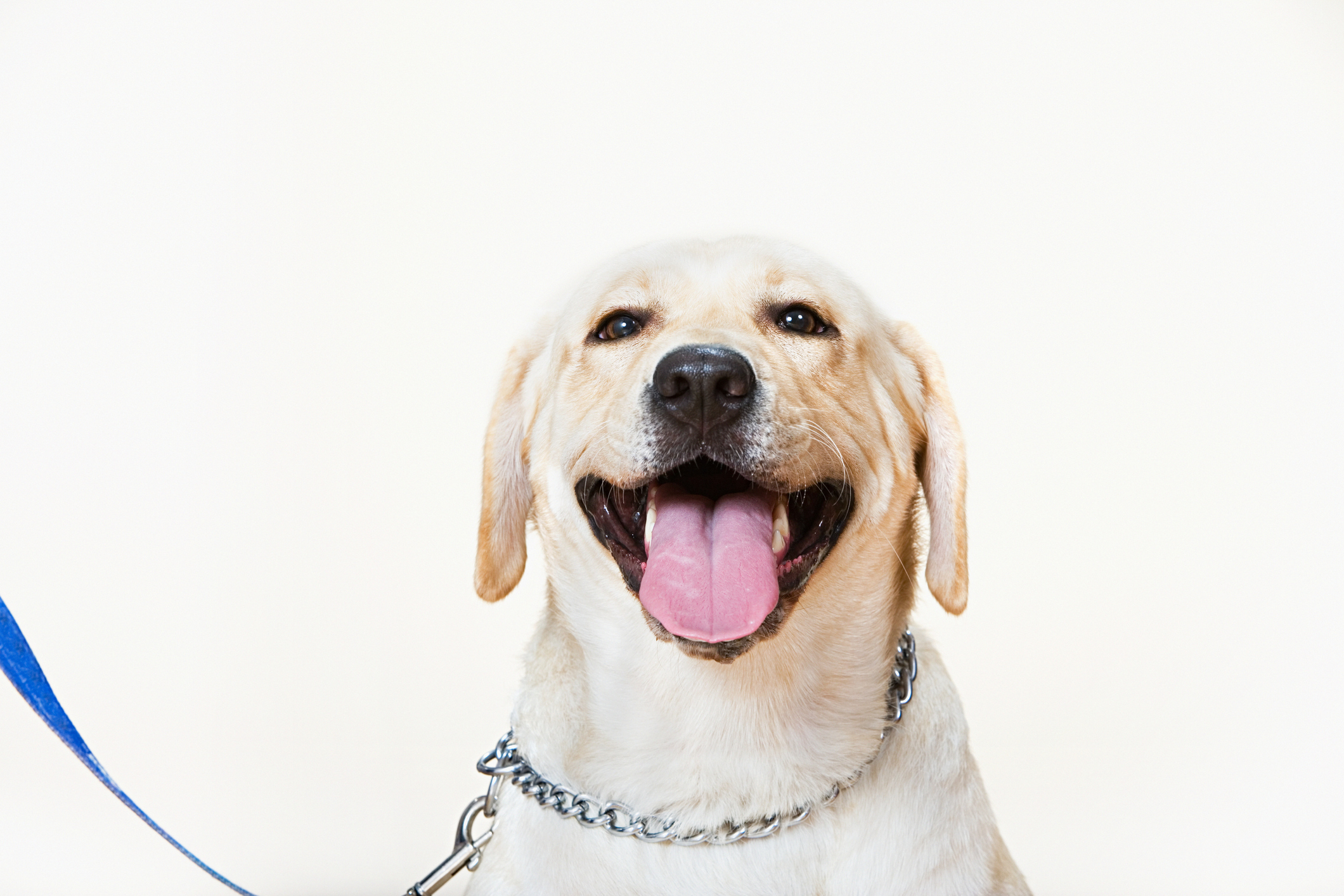 ついに再販開始 犬の首輪 犬の子犬のために子犬のペットの首輪 Lコード limoroot.com
