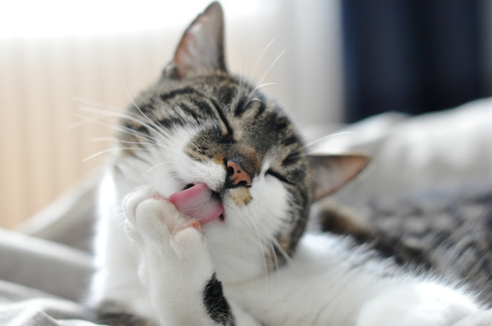保湿・洗浄成分は猫が口にしても大丈夫な成分か確認しよう