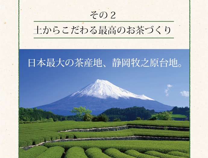 まろやかで濃い味が特徴の静岡県産「掛川茶」。深蒸し煎茶の入門にも