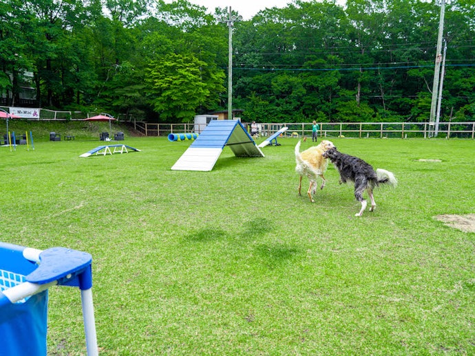 愛犬との旅を充実させたいならドッグラン付きの宿をセレクト