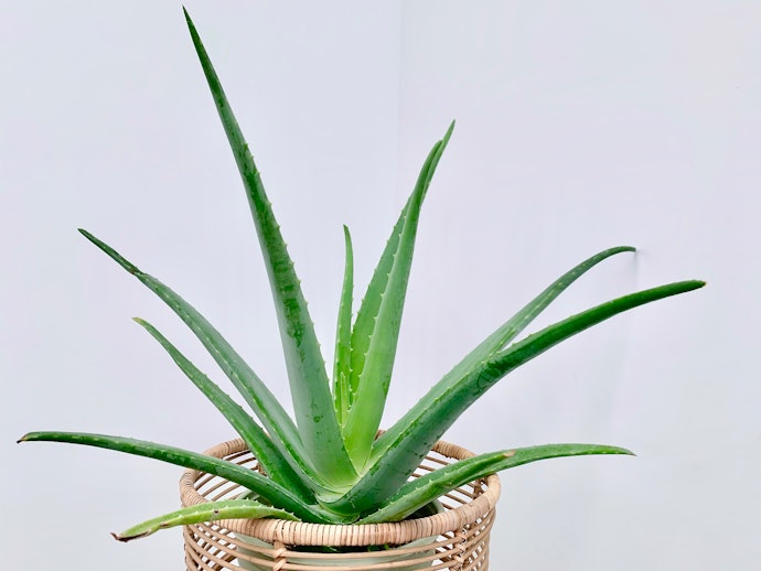 暑い季節にグリーンを楽しむなら、夏型がもってこい