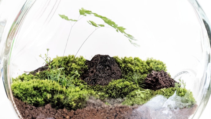 自分だけの世界観を作って楽しむなら、苔テラリウムの栽培キットがおすすめ