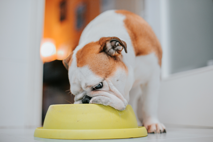 口や鼻が短い犬種なら、突起が低い浅めの食器を選ぼう