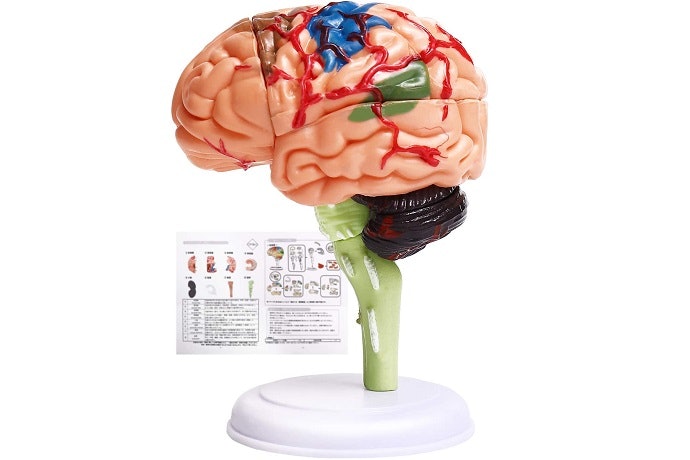 脳模型/人体模型/断面図おもちゃ/ぬいぐるみ