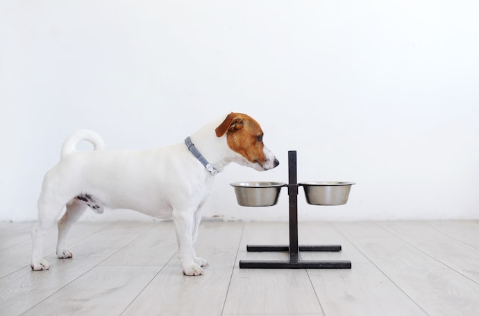 ラクな体勢で水を飲むには、犬の首がゆるやかに下がる高さがベター