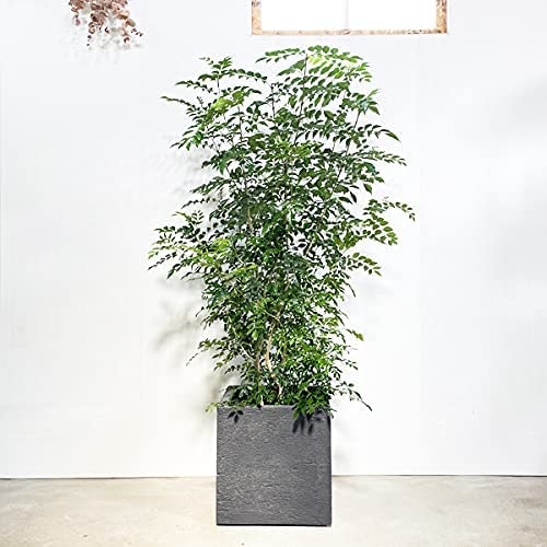 お店にはシンボルになる大型の植物を選ぼう