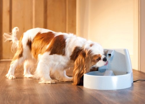 タンク容量の目安は、1日に必要な飲水量を上まわるものを