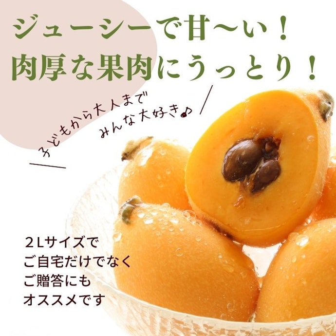 甘いびわが好きなら「茂木」「長崎早生」「なつたより」