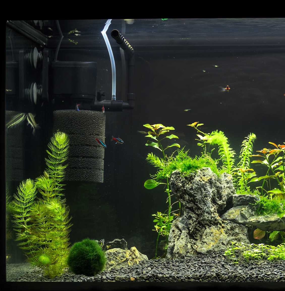 22年 水槽用フィルターのおすすめ人気ランキング10選 Mybest