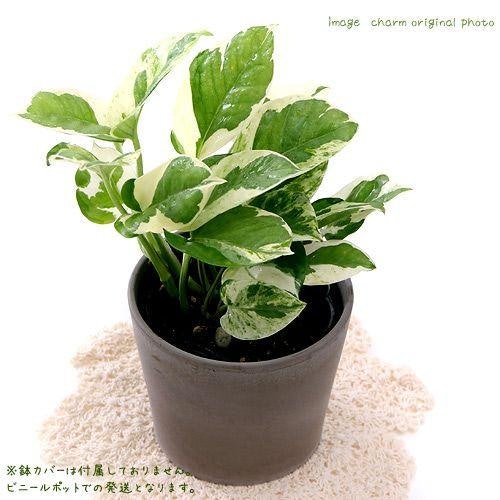 ポトス・エンジョイ:はじめて観葉植物を育てる初心者にぴったり