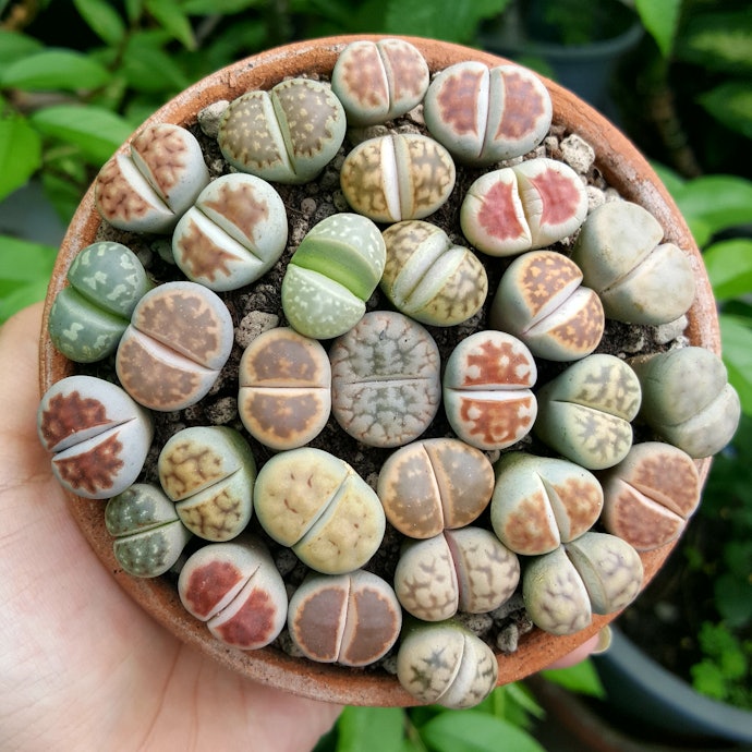 寄植えしたいなら、同じ生育型からピックアップしよう