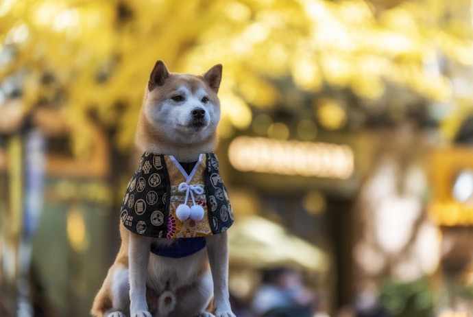 特別な日のおしゃれ着は、晴れ着でフォーマルに