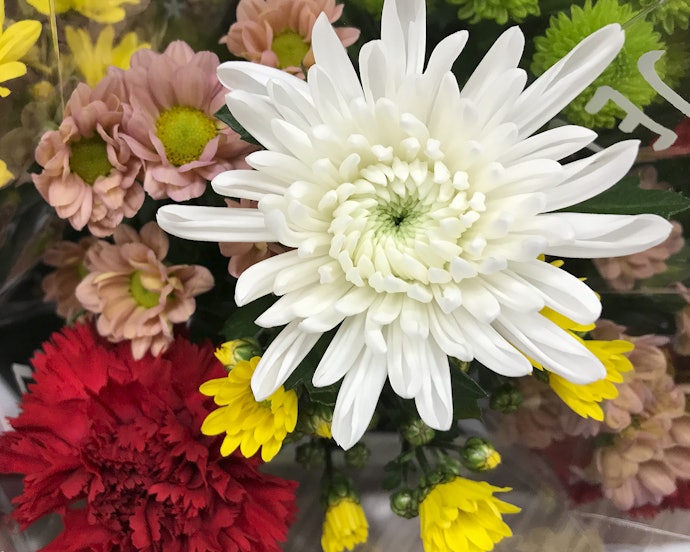 花言葉やイメージで花の種類を選ぼう