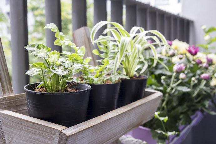 木製は大きな鉢植え~中くらいの鉢を飾るのにおすすめ