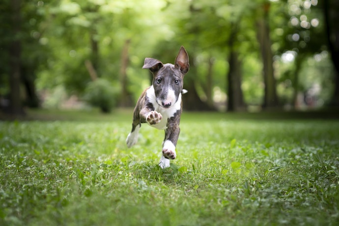 ドッグランがある宿なら、愛犬ものびのび走れてリフレッシュ可能
