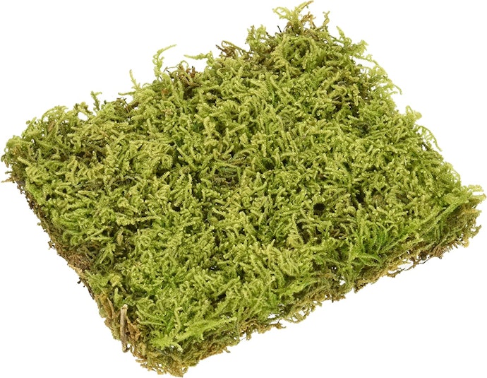 ハイゴケ:背が低く、苔玉作りにおすすめ。日光で印象が変わるのもポイント