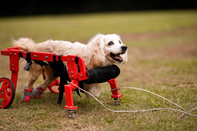 2023年】犬用車椅子のおすすめ人気ランキング19選 | mybest