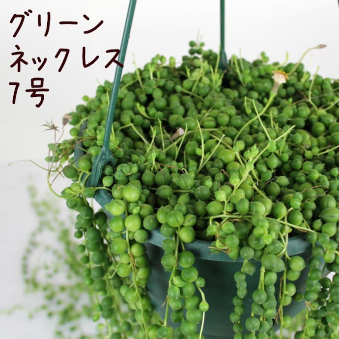 天井や壁にアクセントを加えるなら、葉が垂れ下がるタイプが好適